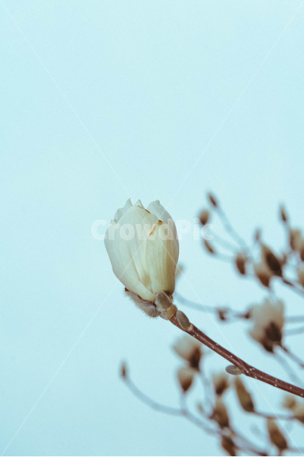 목련,꽃,봄,식물,봄꽃,자연,나무,magnolia,flower,spring,plants,nature,season,봄,계절,spring,season,식물,자연,plants,nature,꽃,flower,plant