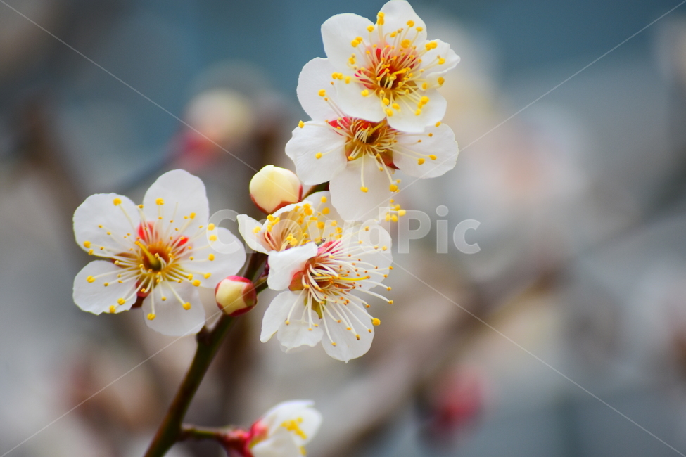 매화,꽃,봄,봄꽃,매화나무,flower,spring,식물,자연,plants,nature,꽃,flower