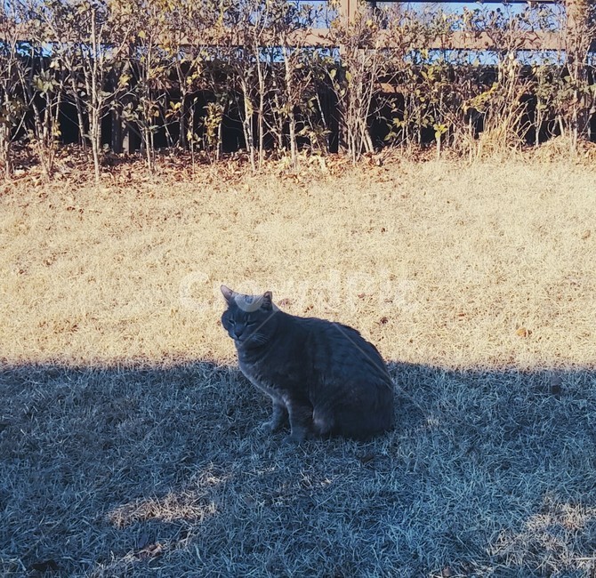 자연,고양이,잔디,그림자,길고양이,코리안숏헤어