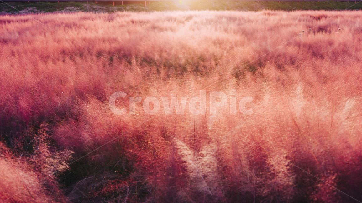 nature,자연,핑크뮬리,뮬리,풀밭,pinkmuhly,grass,풍경사진,감성,가을풍경,가을,계절,fall,autumn,season