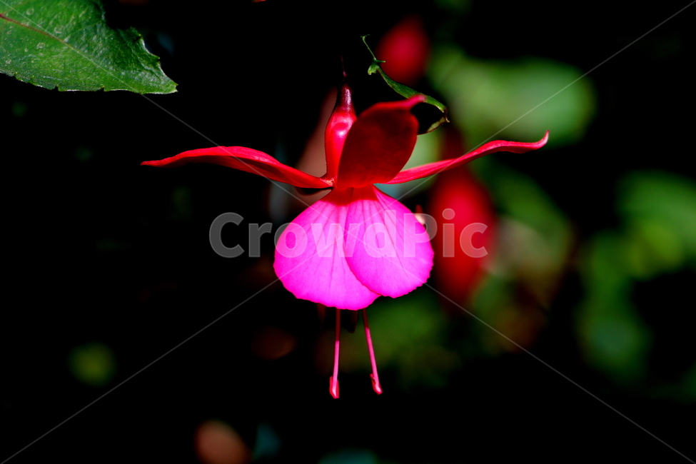 식물,꽃,봄,축하,사랑인형,식물,자연,plants,nature,꽃,flower