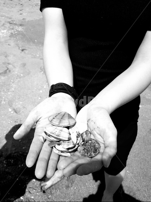 흑백,조개,바다,자유,동심,해변,바다,beach,sea,흑백,모노톤,monochrome,black and white