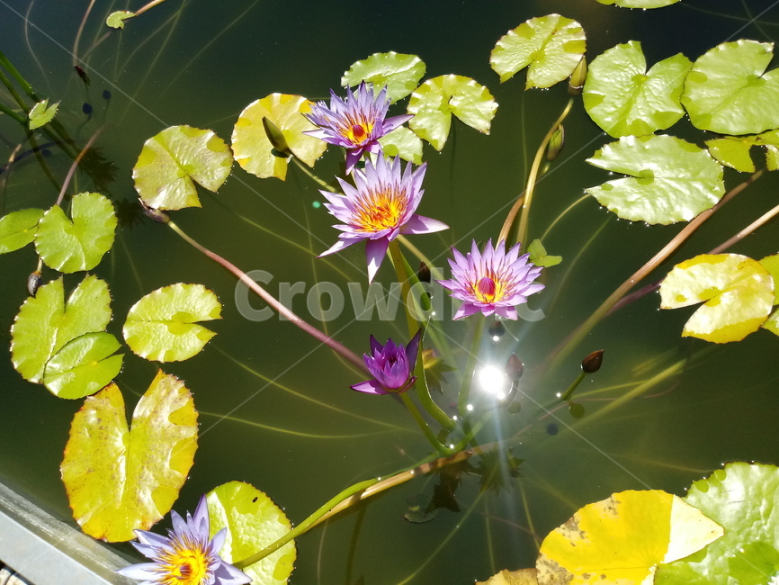수련,다년생초본식물,수생식물,이판화,쌍자엽식물,자우련,waterlily