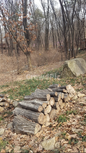 나무토막,장작,쌓인장작,나무쌓기,나무,자연,풍경,nature,landscape,wood,ground,바닥