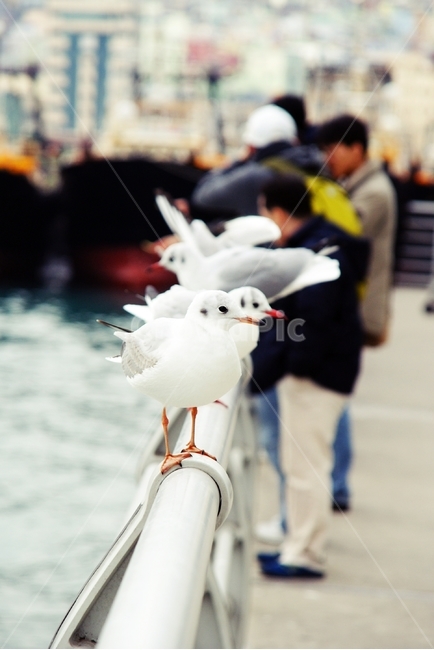 갈매기,seagull,부산,바다,새,bird,busan,한국,korea,동물,animal,조류,새,birds