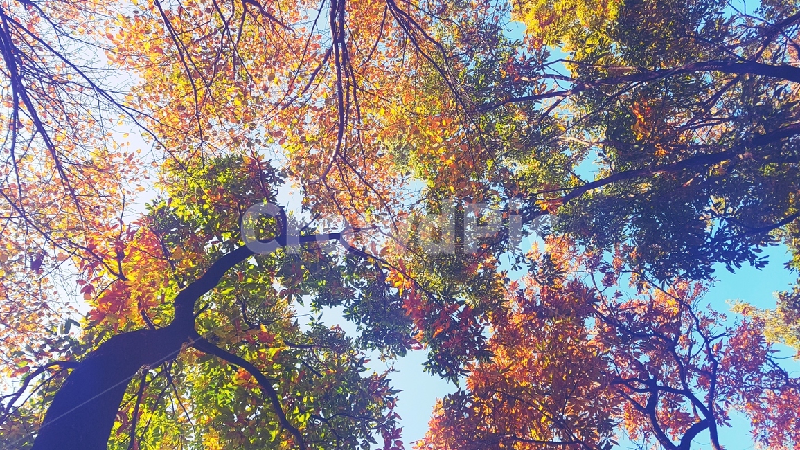 하늘,알록달록,나무,단풍,가을,힐링,휴식,healing,fall,autumn,forest,colorful,가을,계절,fall,autumn,season,자연,풍경,nature,landscape,tree,plant,식물,maple
