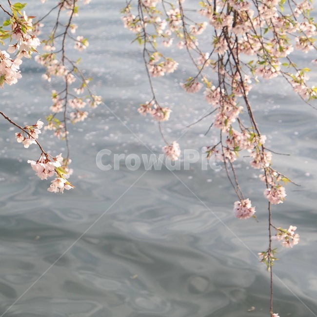 벚꽃,봄꽃,벚나무,cherryblossom,spring,식물,꽃,아름다운,공원,핑크색,꽃나무,자연,plants,flowers,beautiful,park,pink,강가,호수,꽃가루,river,lake,바람,식물,자연,plants,nature,꽃,flower