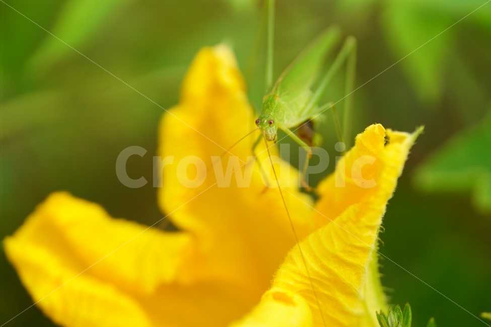 호박꽃,수꽃,노랑꽃,노란꽃,플라워,자연,Pumpkin,Squash,flower,nature,yellow,식물,plant,plants,곤충,벌레,메뚜기,방아깨비,여치,insect,animal,동물,감성,감성사진,힐링,힐링사진,스냅,스냅사진,스넵,스넵사진,snap,snapshot,노랑색,노란색,그린,녹색,연두색,green,접사,macro,화단,꽃밭,밭,9월,September,가을,가을꽃,계절,autumn,fall,season,풍경,landscape,한국의자연,한국자연,korea,식물,자연,plants,nature,꽃,flower,동물,animal,곤충,벌레,insect,bug