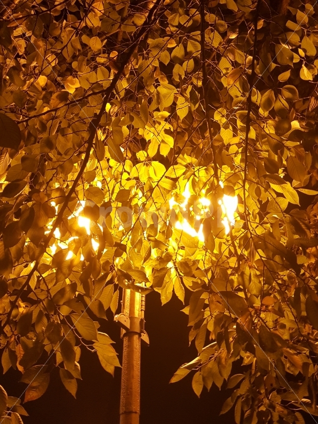 가을,야경,나뭇잎,가로등,노랑,가을,계절,fall,autumn,season,야경,밤,풍경,nightscape,night,landscape,식물,자연,plants,nature,plant,leaf,잎