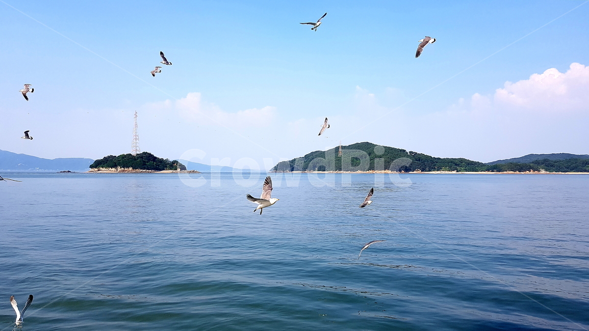 바다,갈매기,자연,배경,풍경