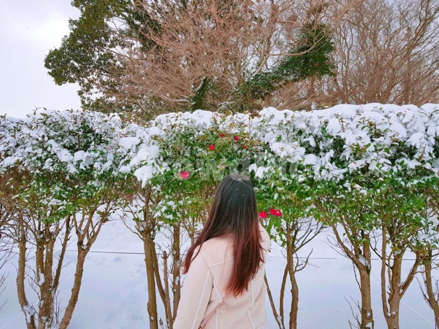 plant,식물,겨울제주,여자뒷모습,눈내린,하얀풍경,동백꽃