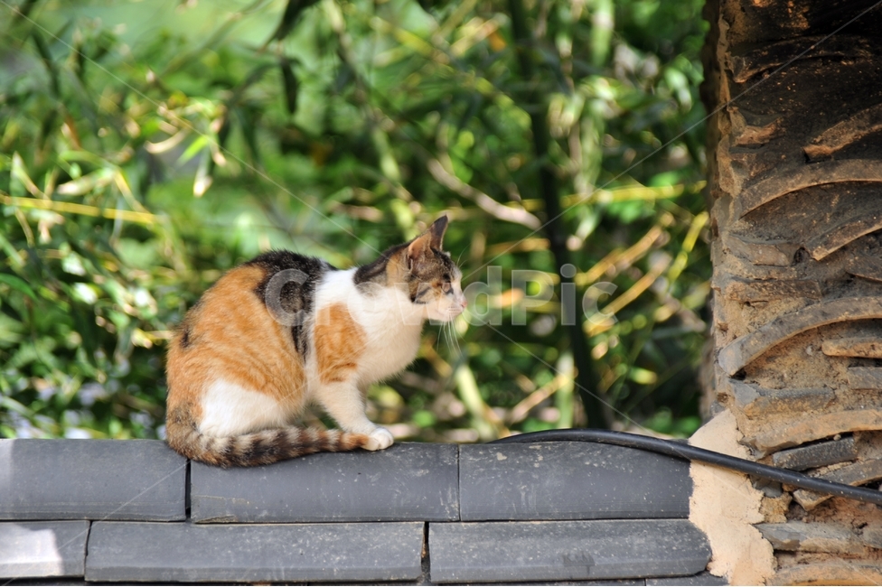 고양이,사찰,삼색고양이,담,애묘,cat,동물,animal,포유류,mammal,kitten,kitty,동물,animal,포유류,mammal,고양이,cat,kitten,kitty