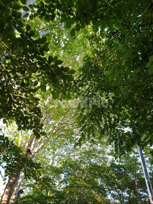 나무,여름,공원,가지,초록,green,tree,잎,햇살,시원한,풍경,자연