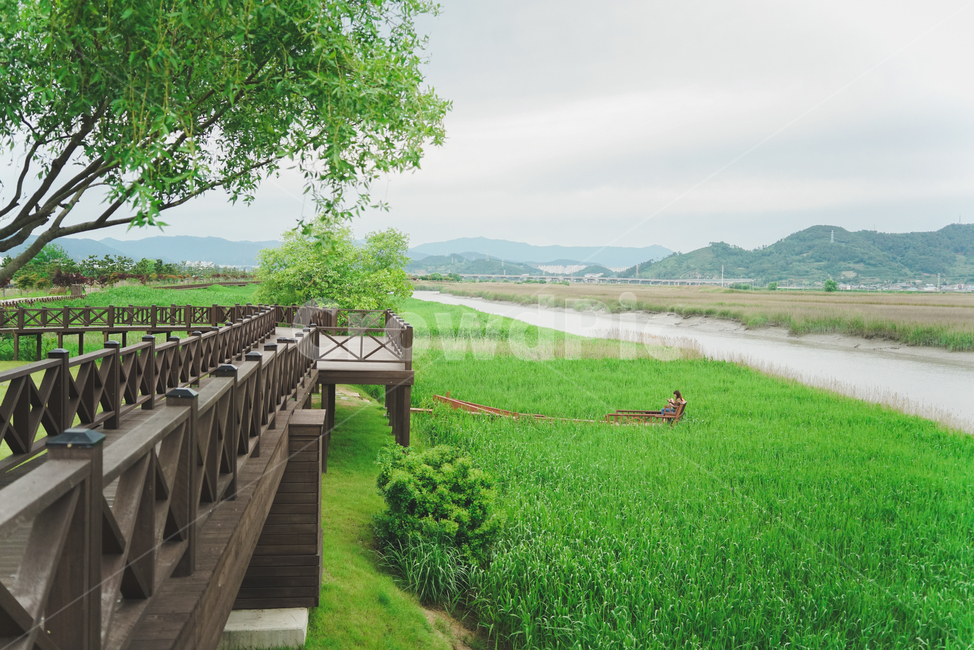 순천만습지,순천만,습지,녹색,자연,여름,순천,풍경,자연,풍경,nature,landscape,bench,벤치