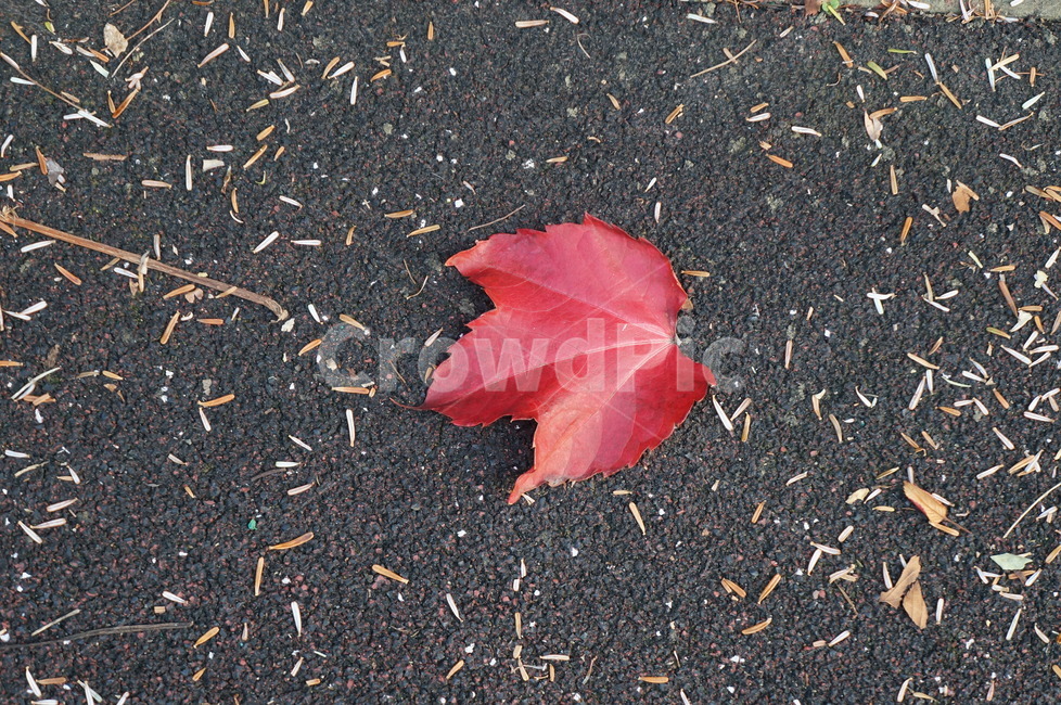 낙엽,단풍,가을,쓸쓸함,fall,autumn,나뭇잎,담쟁이잎,가을,계절,fall,autumn,season,leaf,잎,plant,식물,tree,나무,blossom,꽃,flower,rose,장미
