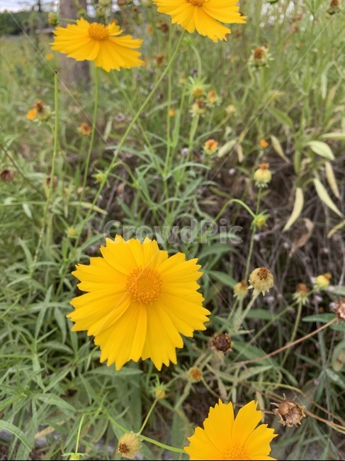 금계국,코스모스,들국화,노란색,들꽃,꽃,여름,식물,자연,plants,nature,꽃,flower