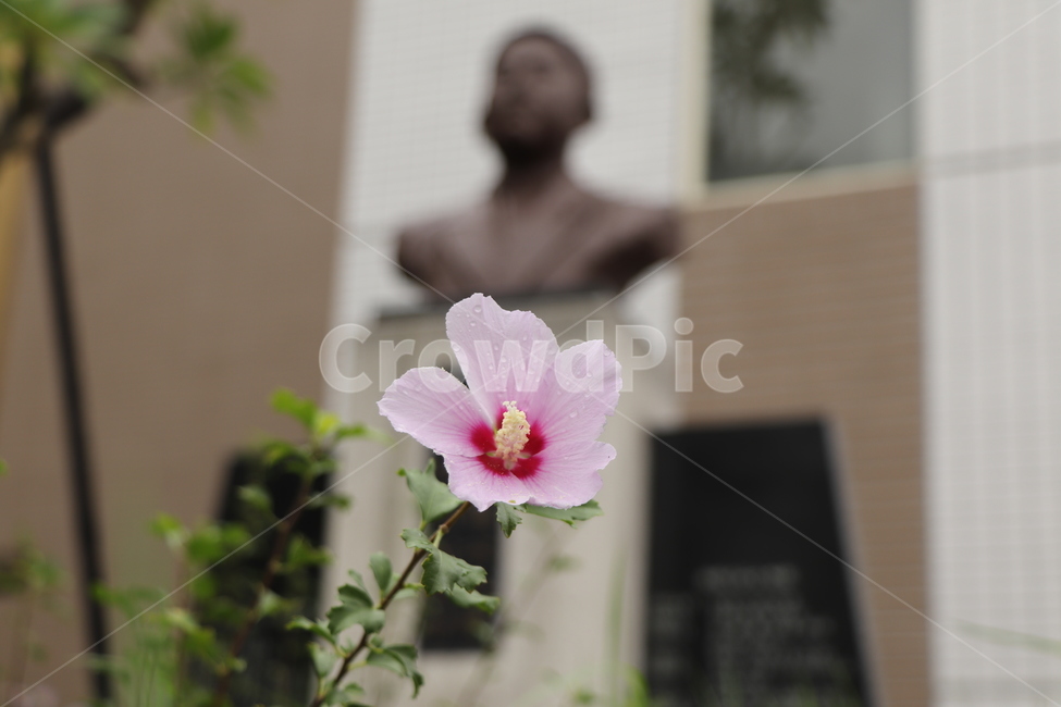 plant,식물,blossom,꽃,flower,무궁화,식물,자연,plants,nature,꽃,flower