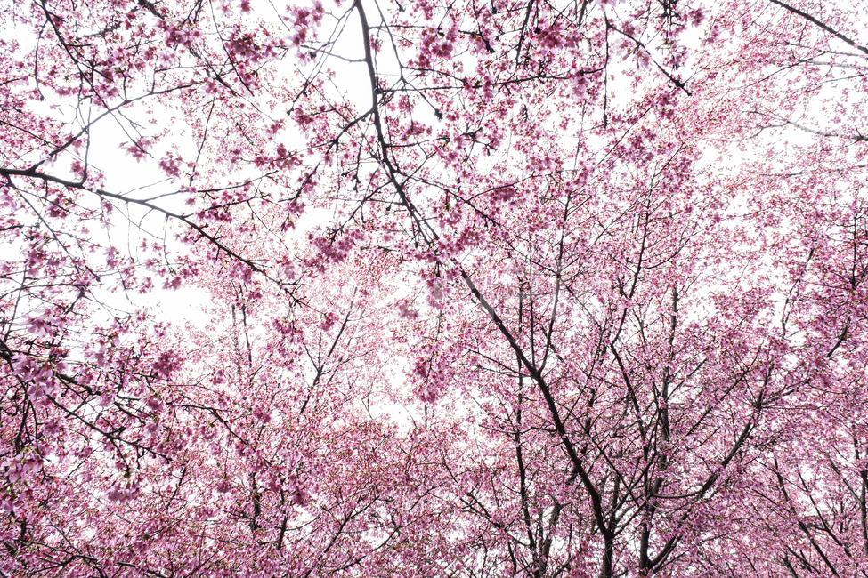 plant,식물,flower,꽃,봄,벚꽃,핑크,분홍,화사한,tree,cherry,blossom,식물,자연,plants,nature,꽃,flower