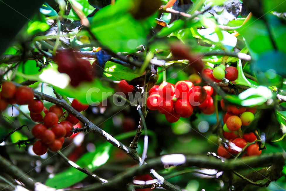 오미자,다섯가지맛,식물,과일,열매,수확,농업,제철,가을,계절,fall,autumn,season,식물,자연,plants,nature,과일,열매,fruit,plant,food,음식