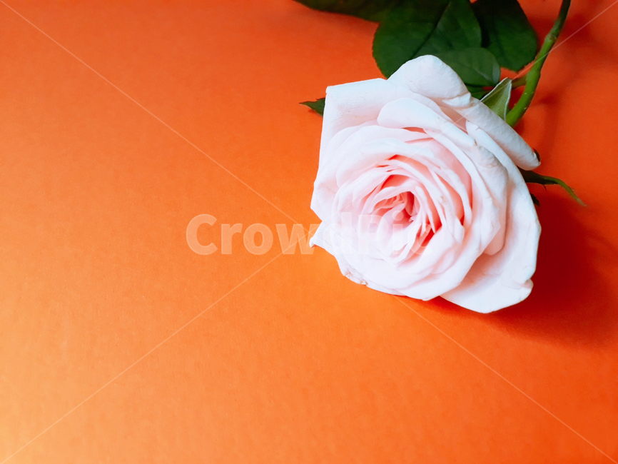 rose,장미,blossom,flower,꽃,plant,식물,분홍,바탕background,주황