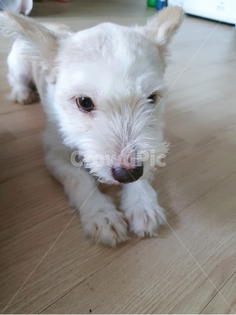 개,강아지,반려동물,애완견,dog,animal,동물,견목,hardwood,동물,animal,포유류,mammal,개,강아지,dog,doggy