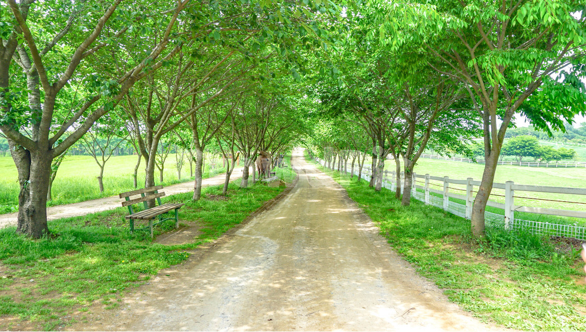 목장,나무,길,가로수,5월,자연,풍경,nature,landscape,한국자연풍경,한국자연경관,korea nature landscape,식물,plants,나무,trees,wood,휴식,힐링,rest,relaxation,healing,bench,벤치,furniture,가구,path,통로