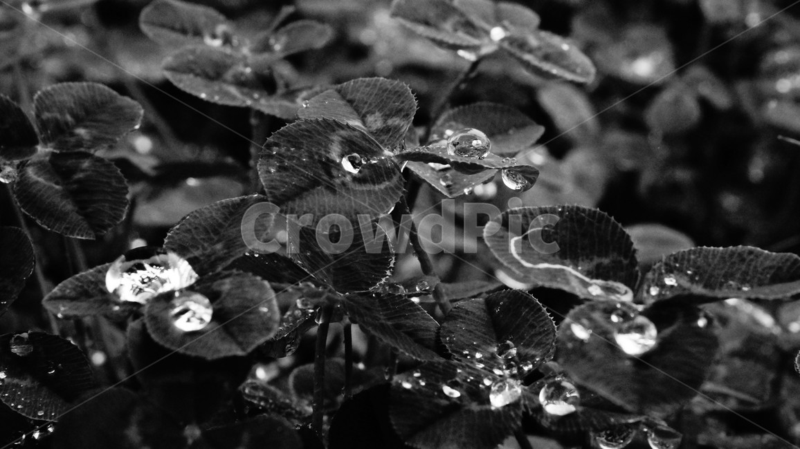 식물,plant,잎,세잎클러버,물방울