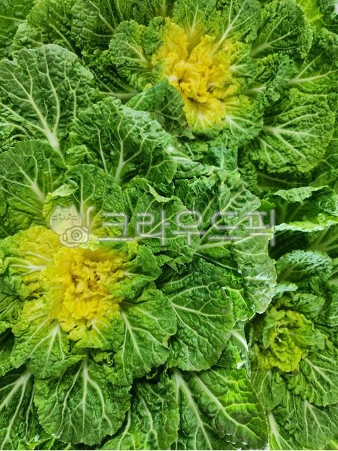 봄동, 배추, 쌈배추, 채소, vegetable, 사진,이미지,일러스트,캘리그라피 - 전나은작가