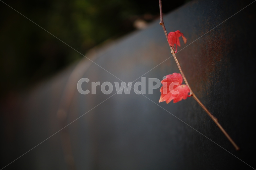 가을,낙엽,단풍,담쟁이,담벼락,벽,fall,autumn,fallenleaves,leaves,autumncolors,maple,ivy,wall,가을,계절,fall,autumn,season