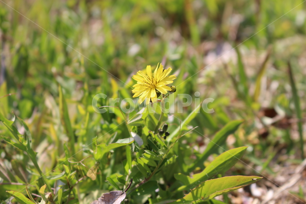 민들레,꽃,민들레꽃,노란꽃,노란,자연,식물,자연,plants,nature,꽃,flower