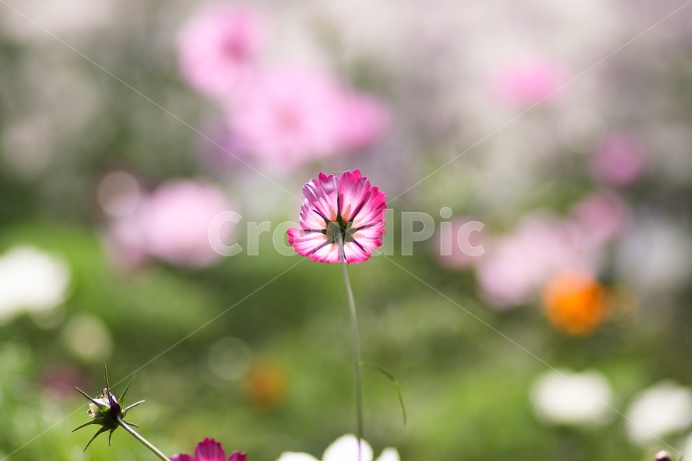 서울숲,가을,코스모스,풍경,꽃,가을,계절,fall,autumn,season,식물,자연,plants,nature,꽃,flower,감성,sensible,feeling,plant,blossom,geranium,제라늄