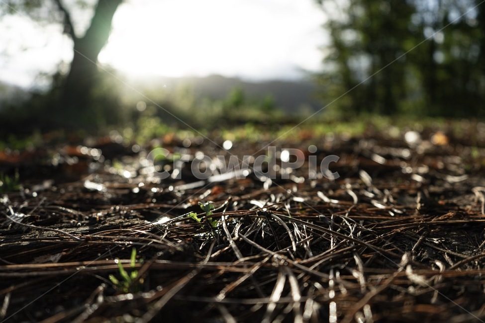 ground,바닥,자연,nature,낙엽,산,mountain