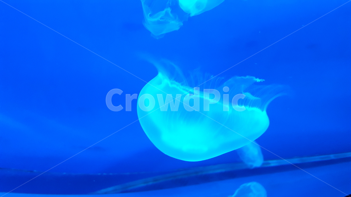 해파리,보름달물해파리,동물,강장동물,바다,아쿠아리움,동물,animal