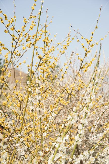 nature,자연,매화,spring,산수유,flowers,광양,plant,식물