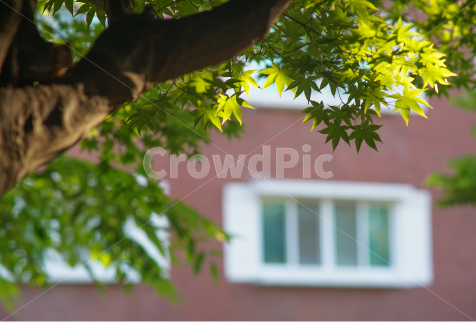 단풍,잎,나무,창문,흰색창,식물,자연,plants,nature,나무,trees,wood