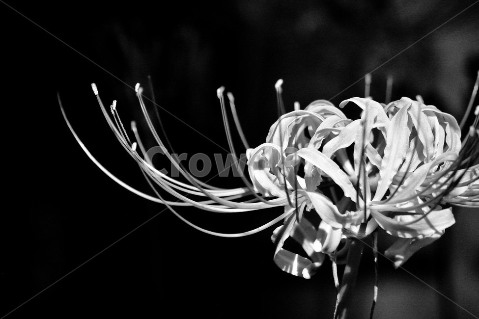 꽃무릇,상사화,꽃,붉은꽃,식물,식물,자연,plants,nature,꽃,flower,흑백,모노톤,monochrome,black and white