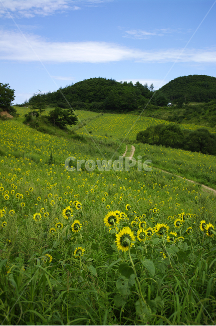 풍경,하늘,구름,꽃밭,해바라기,꽃,flower,식물,plant,자연,풍경,nature,landscape,grassland,목초지,field,들,outdoors,옥외