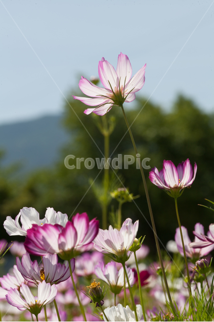 꽃,코스모스,가을,풍경,가을꽃,가을,계절,fall,autumn,season,식물,자연,plants,nature,꽃,flower,plant,blossom,geranium,제라늄