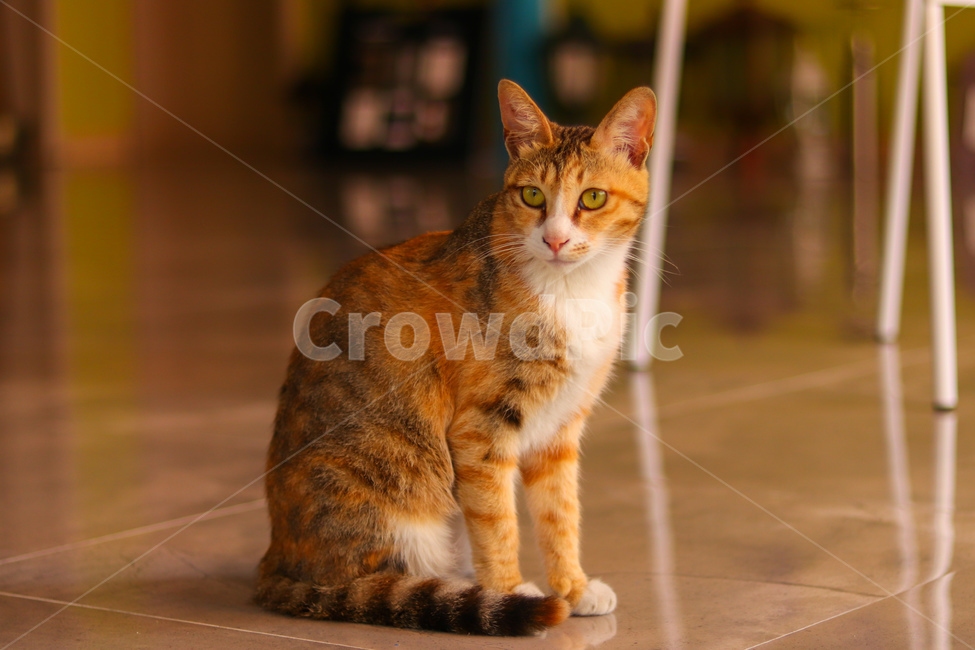 고양이,냐옹이,야옹이,길고양이,cat,동물,animal,straycat