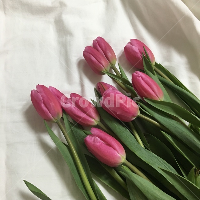 꽃,튤립,꽃다발,선물,식물,flower,plant
