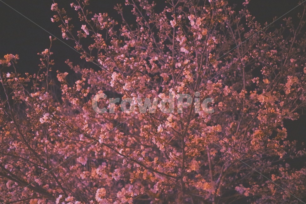 벚꽃,꽃,밤벚꽃,봄,나무,plant,식물,flower,cheeryblossom,spring