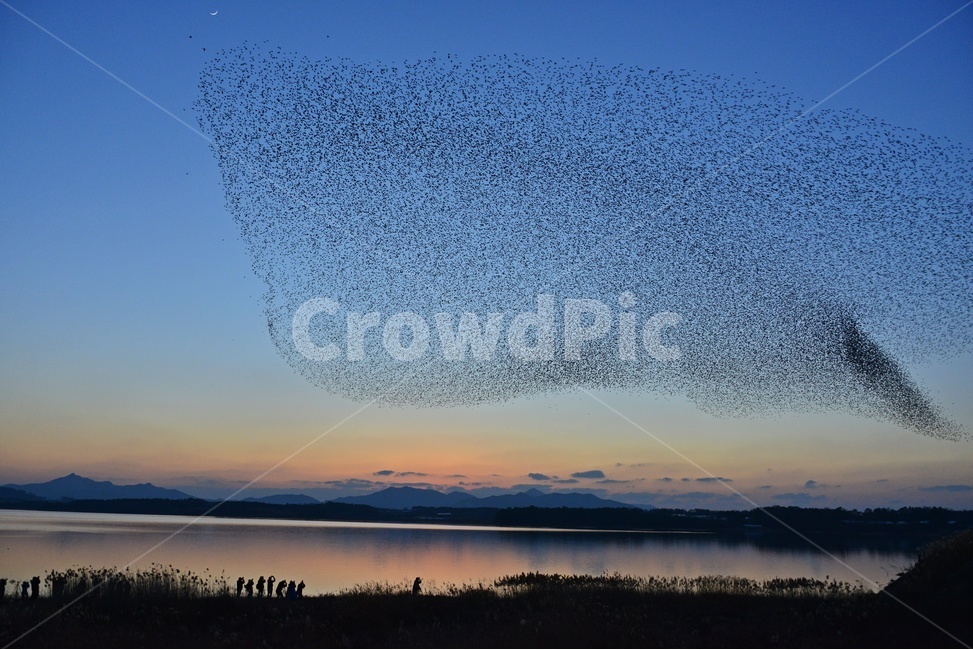 동림지가창오리,동림지일몰,가창오리,동림지,가창오리군무,황혼,일몰,flock,대군,nature,자연,outdoors,옥외,동물,animal,조류,새,birds