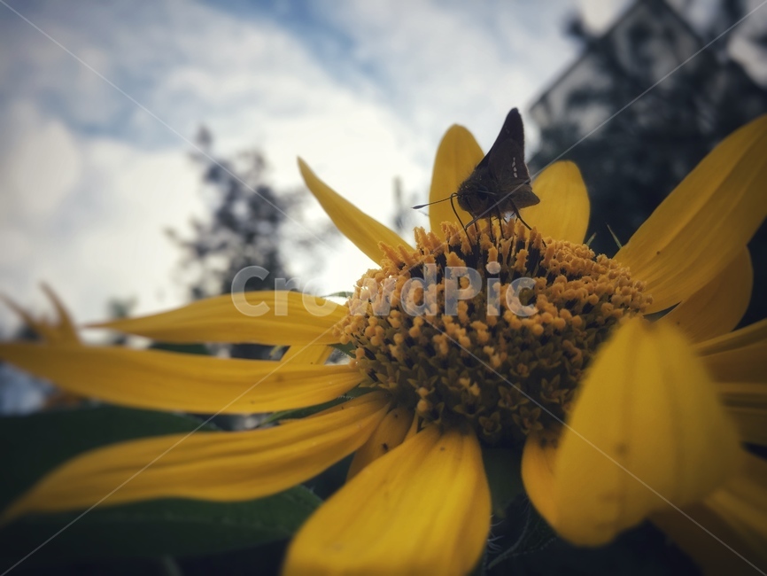 해바라기,나방,꿀나방,여름,계절,동물,animal,곤충,벌레,insect,bug