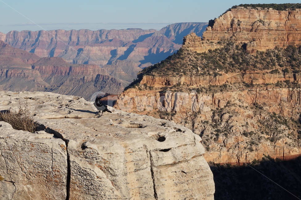 usa,west,crow,cliff,nature,grandcanyon,미국,america,아메리카,까마귀,절벽,자연,그랜드캐년,outdoor,야외,mountain,산,rocks,rock,바위