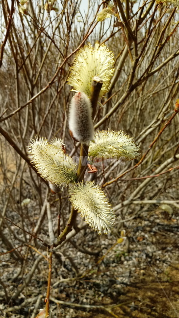 식물,꽃,나무,tree,outdoors,버들강아지