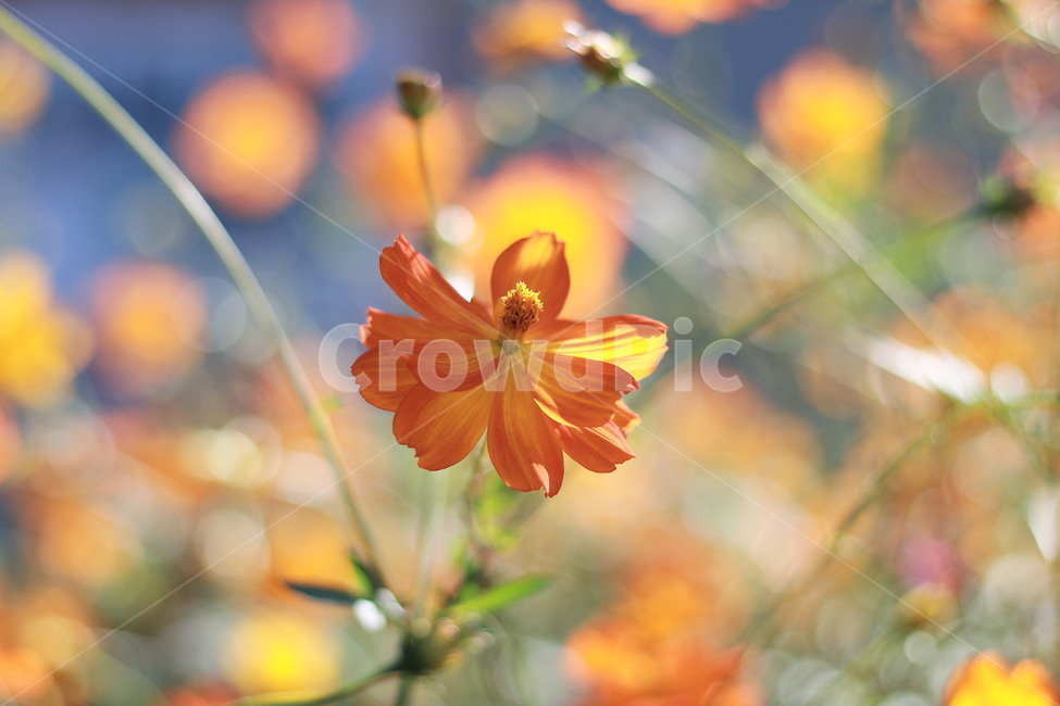 황화코스모스,코스모스,꽃,식물,가을꽃,가을,계절,fall,autumn,season,식물,자연,plants,nature,꽃,flower,geranium,제라늄,plant,blossom,leaf,잎,petal,꽃잎