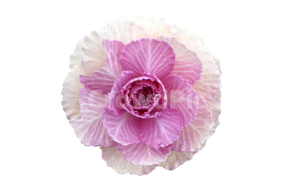 자연,식물,야채,양배추,cabbage,vegetable,분홍색,분홍꽃,꽃,한송이
