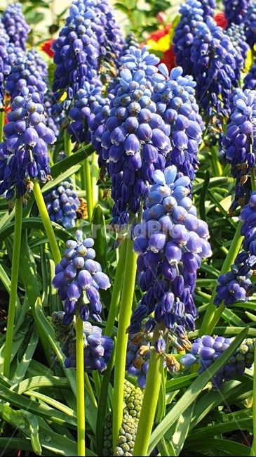 꽃,flower,무스카리,보라색,purple,식물,plant,봄,spring,구근식물,바탕,배경,예쁜,자연,식물,자연,plants,nature