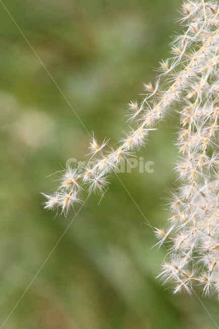 억새,꽃,식물,가을,flamegrass,가을,계절,fall,autumn,season,식물,자연,plants,nature,plant