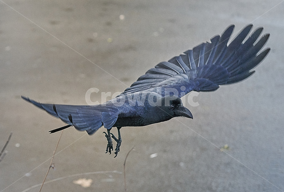 까마귀,눈,먹는,새,조류,동물,나는,flying,부리,발톱